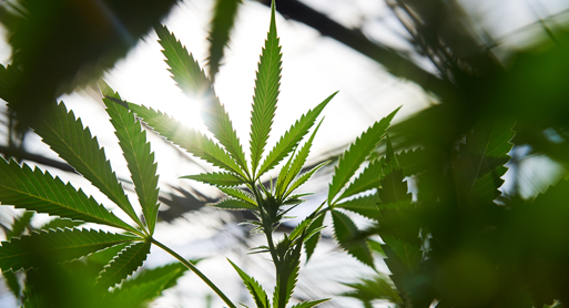 Cannabis Industry Coalition Taps Holland & Hart for Novel Amicus Brief in 280E Tax Court Challenge