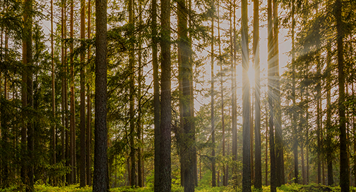 Recent Protected-Wildlife Developments: What You Need to Know 